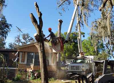 tree removal