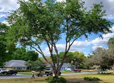 tree trimming