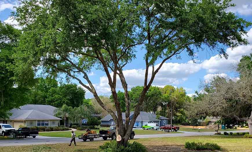 img of trimmed tree