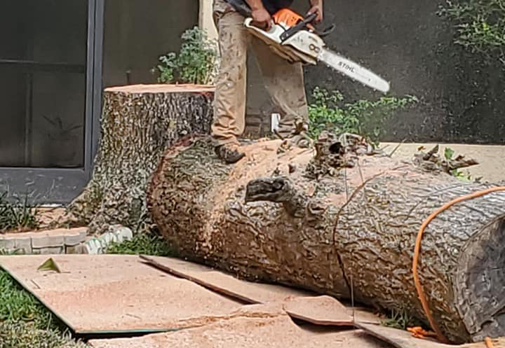Img of felled tree